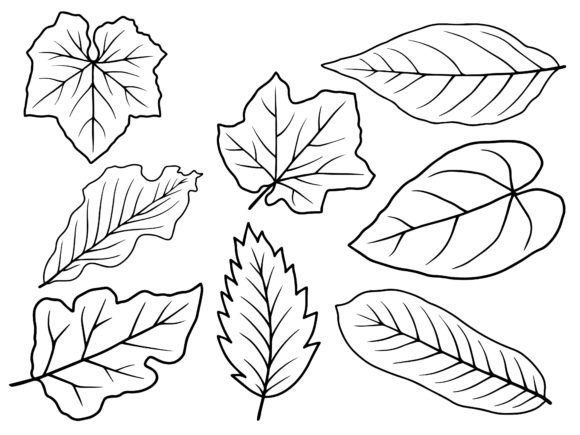 Download Leaf Line Art Illustration - Illustration Collection