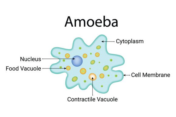 Download Amoeba Design Vector Illustration - Illustration Collection