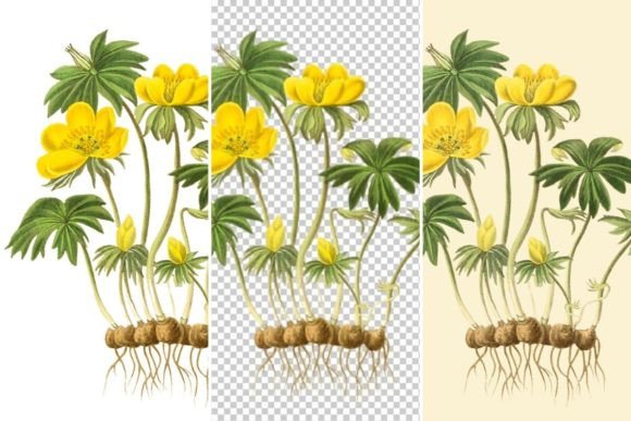 Download Winter Aconite Illustration,Yellow Flowe - Illustration Collection