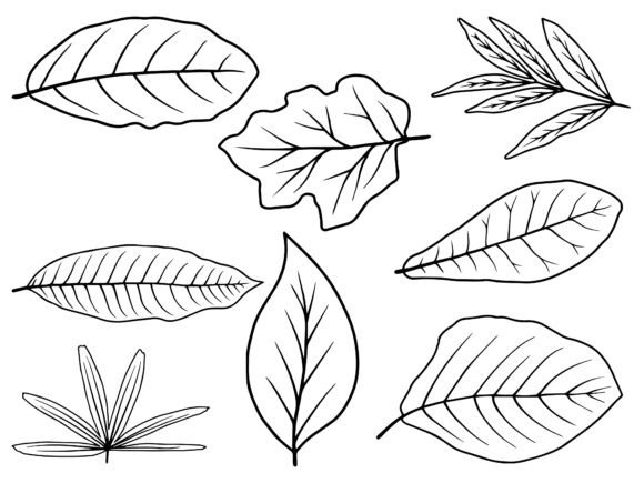 Download Hand Drawn Leaf Line Art Illustration - Illustration Collection
