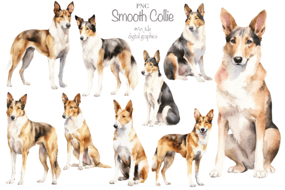 Download Smooth Collie - Smooth Collection